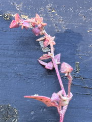 Atriplex glabriuscula