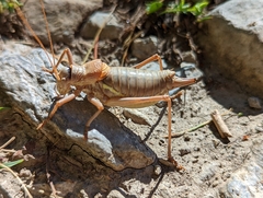 Ephippiger terrestris