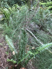 Equisetum telmateia