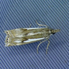Crambus alienellus