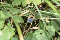 Rubus caesius
