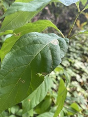 Cephalanthus occidentalis