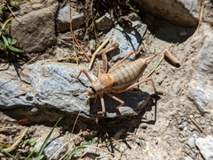 Ephippiger terrestris