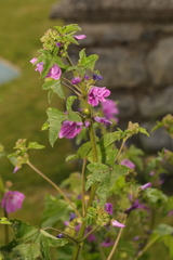 Malva sylvestris