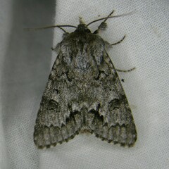 Acronicta menyanthidis