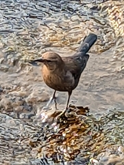 Euphagus cyanocephalus