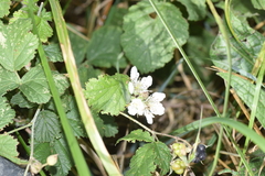 Rubus caesius