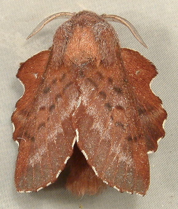 American Lappet Moth (Susquehanna County PA in April) · iNaturalist