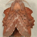 American Lappet Moth - Photo (c) Dick, some rights reserved (CC BY-NC-SA)