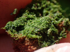 Cephalozia bicuspidata