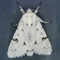 Acronicta leporina