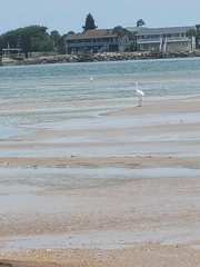 Egretta