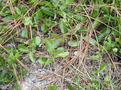 Geobalanus oblongifolius