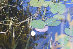 Nymphaea alba