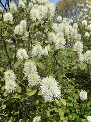 Fothergilla