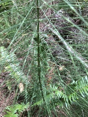 Equisetum telmateia