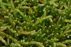 Salicornia pacifica