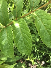 Spathodea campanulata