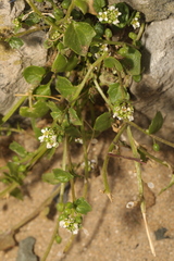 Cochlearia officinalis