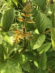 Spathodea campanulata