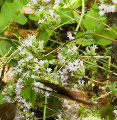 Menthinae