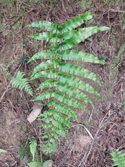 Polypodiopsida