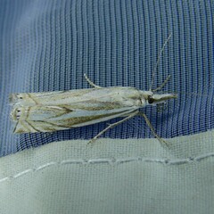 Crambus lathoniellus