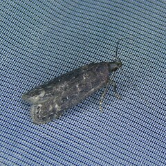 Neofaculta ericetella