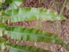 Polypodiopsida