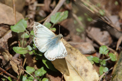 Heliopetes ericetorum