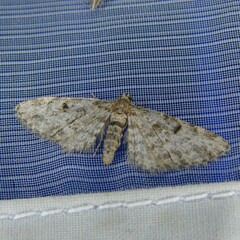 Eupithecia tantillaria