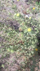 Grindelia nuda