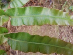 Polypodiopsida
