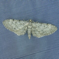 Eupithecia egenaria