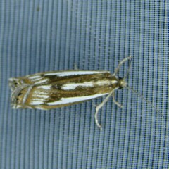 Crambus alienellus