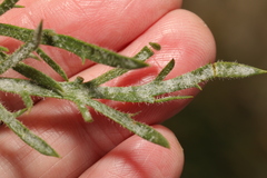 Golovinomyces sordidus