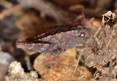 Tettigidea