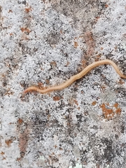 Haplophilus subterraneus