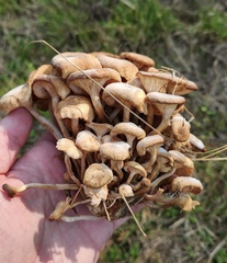 Desarmillaria tabescens