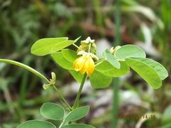 Senna obtusifolia