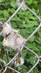 Eriophorum angustifolium