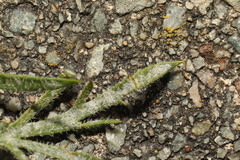 Golovinomyces sordidus