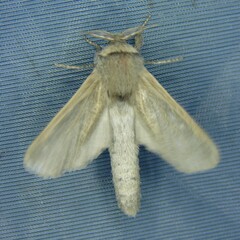 Phragmataecia castaneae