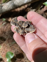 Trametes versicolor image