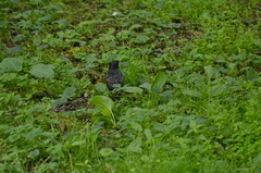 Sturnus vulgaris