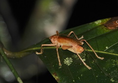 Gryllacrididae