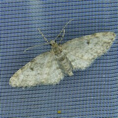 Eupithecia tantillaria