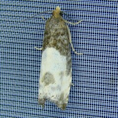 Notocelia cynosbatella