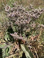 Limonium californicum