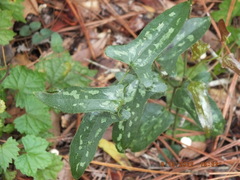 Smilax bona-nox